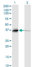 BAFF / TNFSF13B Antibody (clone 2C11)