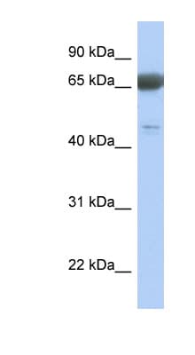 PNMA3 Antibody (aa359-408)