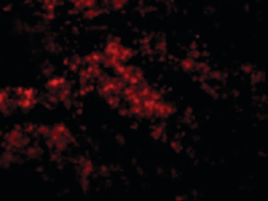IHC-plus™ DIABLO / SMAC Antibody