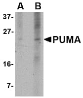 BBC3 / PUMA Antibody (clone 10C5G1)