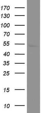 GFAP Antibody (clone UMAB129, Carrier-free)