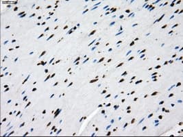 ID3 Antibody (clone OTI15E3)