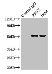Polyclonal Rabbit anti-Human PPOX Antibody