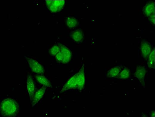 PARG Antibody