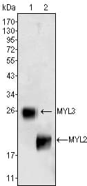 IHC-plus™ MYL3 Antibody (clone 3F8)