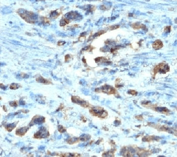 CDC20 Antibody (clone AR12)