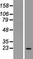 GPX2 Protein (Over-Expression Lysate Myc-DDK (Flag))