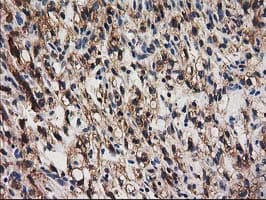 IHC-plus™ SNX8 Antibody (clone 4F8)