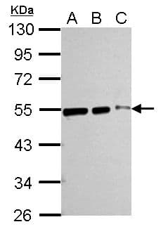 IHC-plus™ TUBB / Beta Tubulin Antibody (aa238-429)