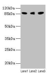 LOXL2 Antibody (aa26-776)