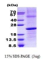Human IGLL1 / CD179b Protein (Recombinant His)