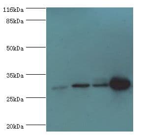 PMM1 Antibody (aa2-262, FITC)