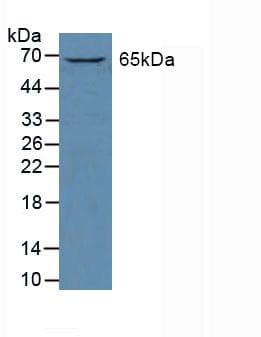 GATA2 Antibody (aa175-480)