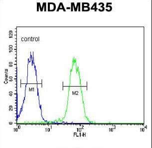 Polyclonal Rabbit anti-Human SMPDL3A Antibody (aa321-349, IHC, WB)