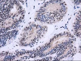 NHEJ1 / XLF Antibody (clone OTI3E6)