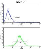 ARPC1B / p41-ARC / ARP2 Antibody (aa159-188)