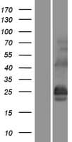 DNAJC5 / CSP Protein (Over-Expression Lysate Myc-DDK (Flag))