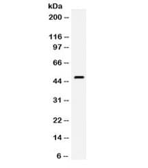 Polyclonal Rabbit anti-Mouse F3 / CD142 / Tissue factor Antibody (WB)