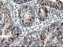 SYP / Synaptophysin Antibody (clone OTI1D4)