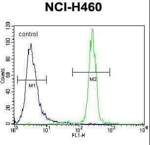 Polyclonal Rabbit anti-Human XYLT1 / XylT-I Antibody (aa126-155, WB)