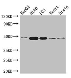 ZNF2 Antibody