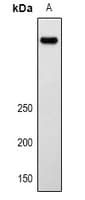 PathPlus™ LRP2 / Megalin Antibody
