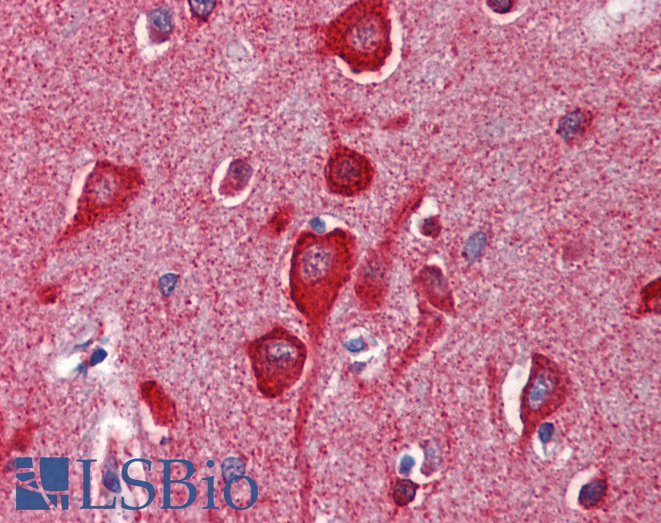 IHC-plus™ Monoclonal Mouse anti-Horse CYCS / Cytochrome c Antibody (clone 7H8.2C12, IHC, WB)