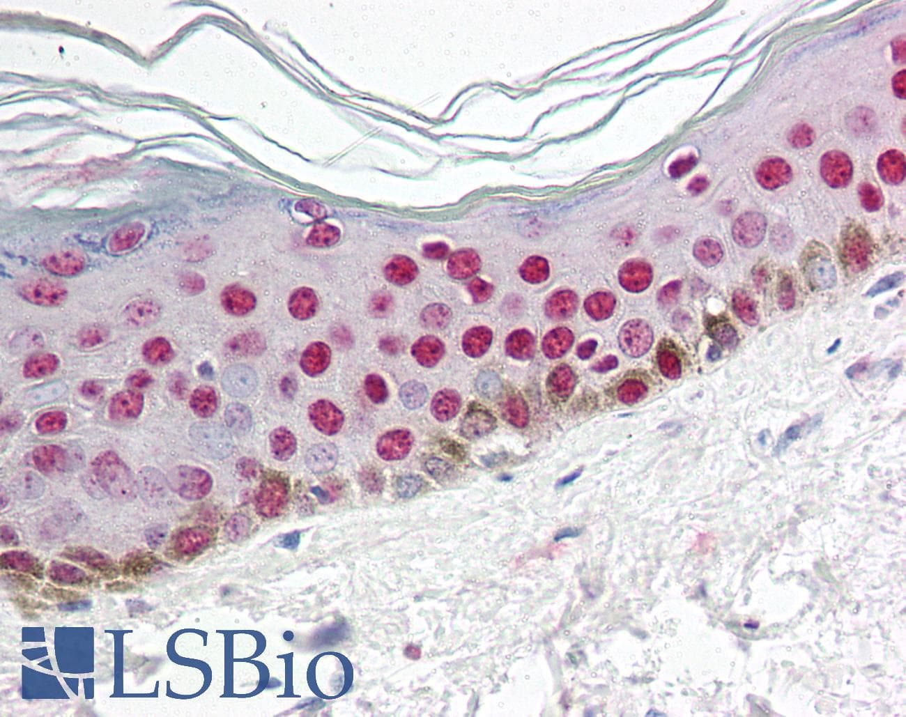 IHC-plus™ Polyclonal Rabbit anti-Human CCNO / UNG2 Antibody (IHC, WB)