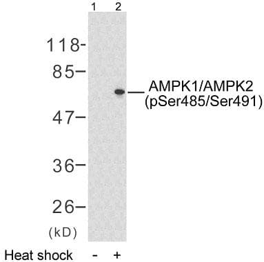 PRKAA1 + PRKAA2 Antibody (phospho-Ser485/Ser491)