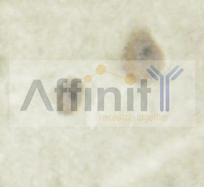 DPYSL2 / CRMP2 Antibody