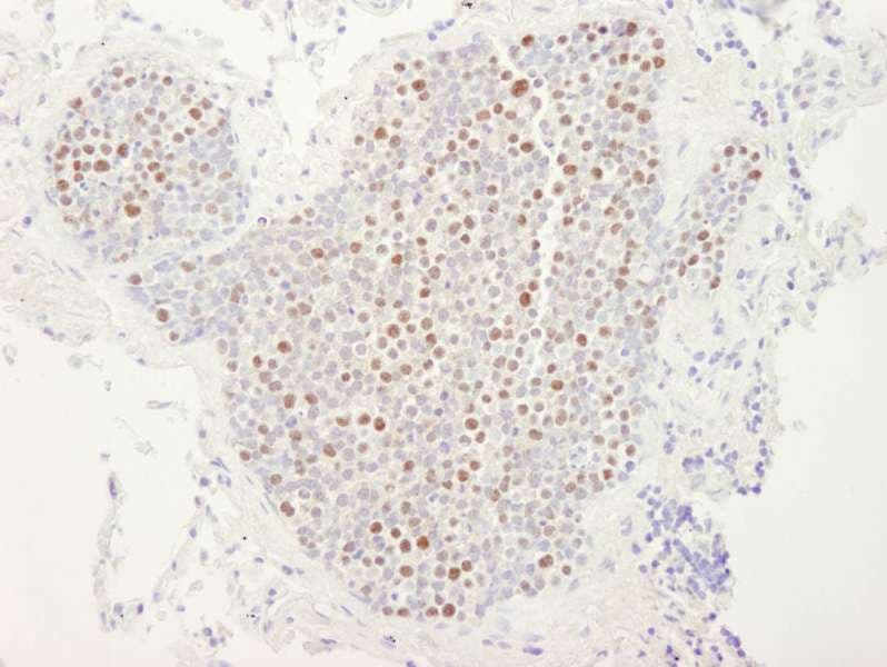 MCM4 Antibody (aa750-800)