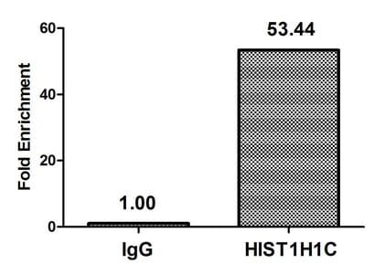 HIST1H1C Antibody