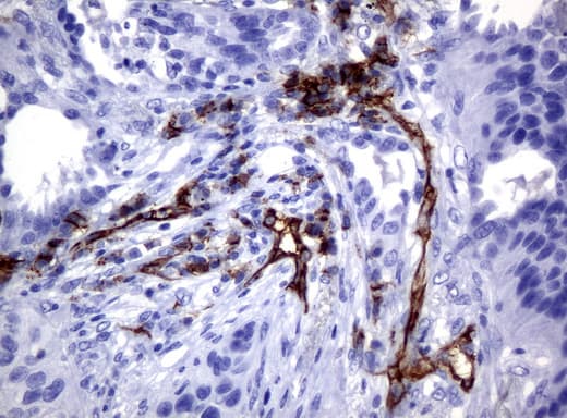 PECAM-1 / CD31 Antibody (clone UMAB30)