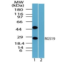 IHC-plus™ RGS19 Antibody (aa1-50)