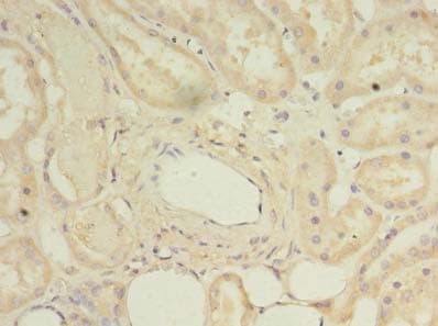 Polyclonal Rabbit anti-Human DYRK4 Antibody (IHC)