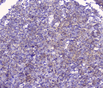 CD32A Antibody