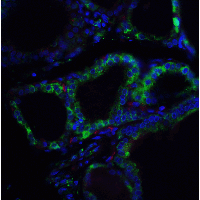 RSPO1 / RSPO Antibody