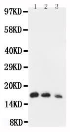 IL7 Antibody (aa26-177)