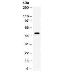 CPB2 / TAFI Antibody