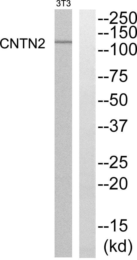 CNTN2 / TAX Antibody