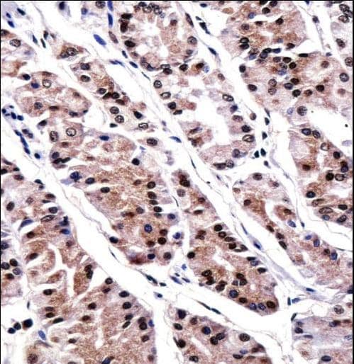 RUNX3 Antibody (aa168-197)