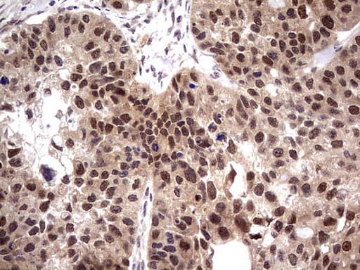PPIL1 Antibody (clone OTI2D1)