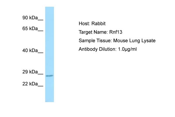 RNF13 Antibody (aa150-199)