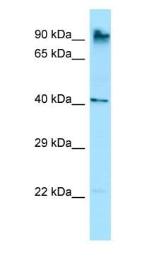 MARCH10 Antibody (C-Terminus)
