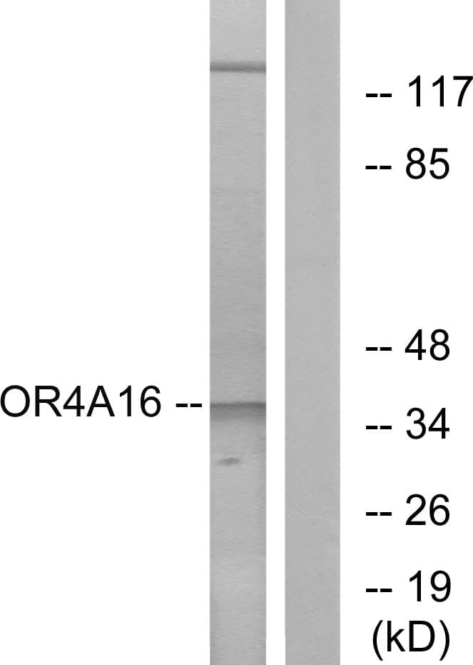 Polyclonal Rabbit anti-Human OR4A16 Antibody (aa261-310, IF, WB)