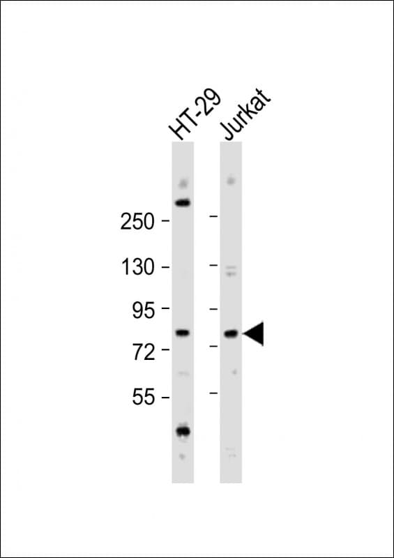 ACSS1 Antibody (N-Terminus)
