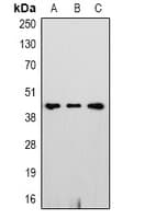 GAP43 Antibody