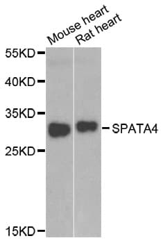 SPATA4 Antibody