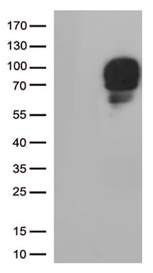Monoclonal Mouse anti-Human SIRPA / CD172a Antibody (clone OTI1G4, WB)