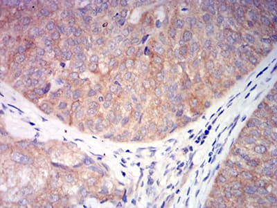 Monoclonal Mouse anti-Human CHRNA6 Antibody (clone 5B6G8, IHC, WB)